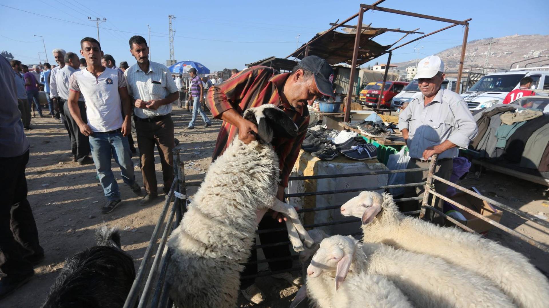 أضاحي العيد