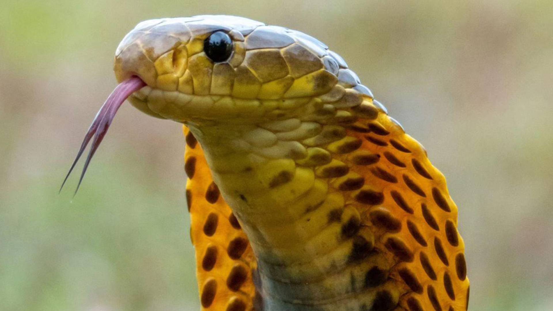 أفعى - تعبيرية