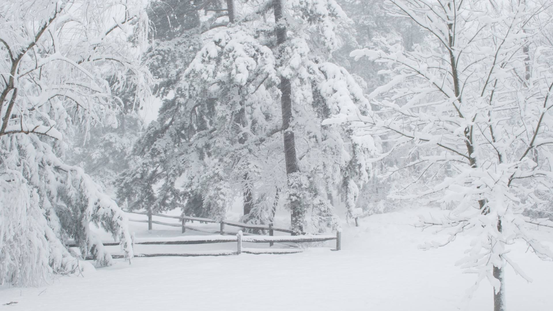 عاصفة ثلجية