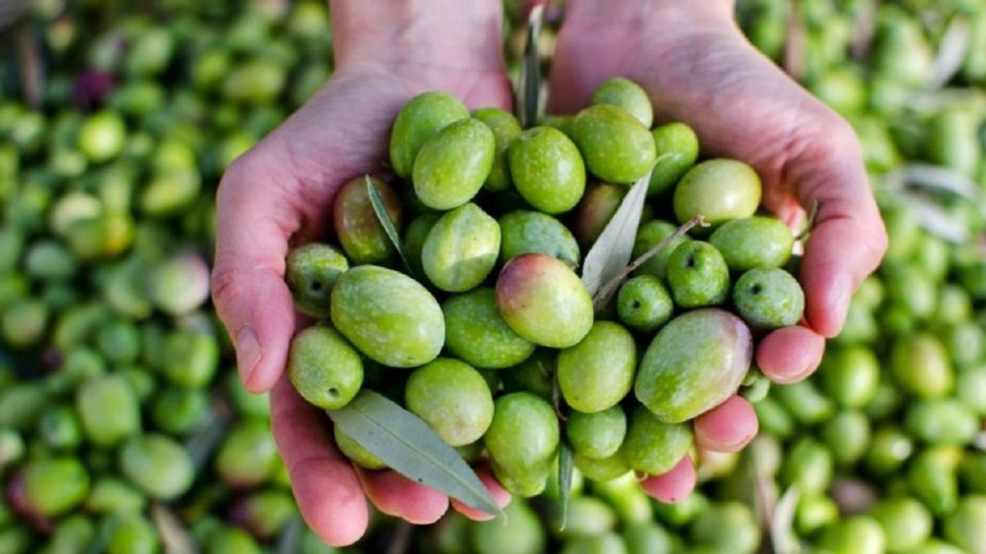 زيتون "أرشيفية"