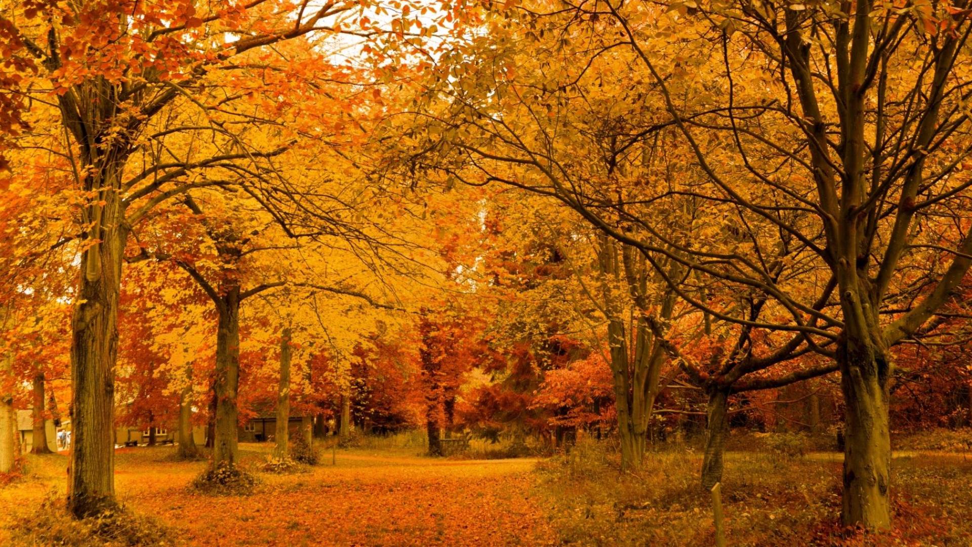 الخريف-أرشيفية